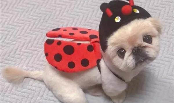 百草霜能治好狗狗細小病毒嗎