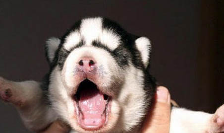 怎樣擁有好狗緣