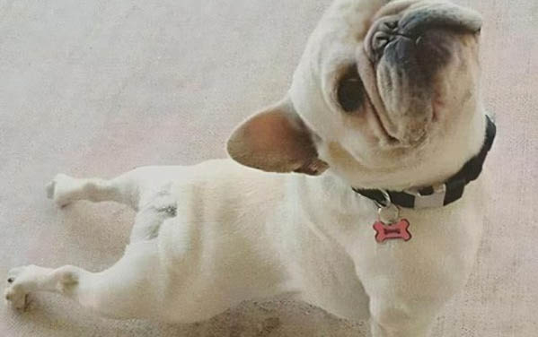 把狗狗指甲剪流血了有事嗎