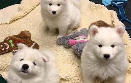 狗狗突然不開心的原因