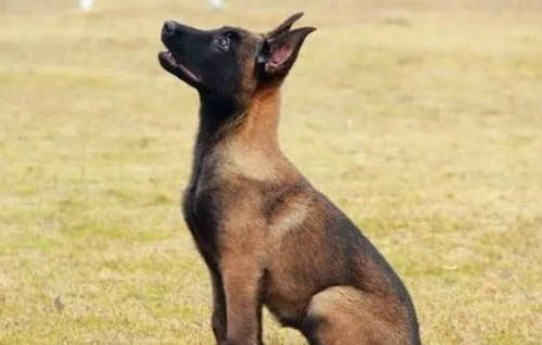 小馬犬被打記仇會(huì)怎么樣