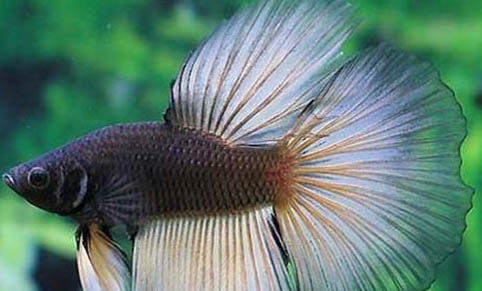 什么魚(yú)吃青苔？