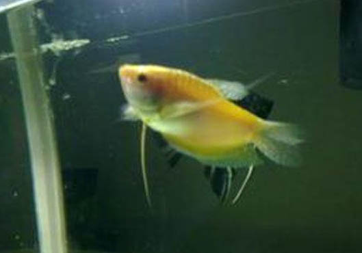 曼龍魚可以和孔雀魚一起養嗎