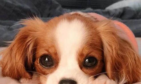 狗狗不睡狗窩睡地上怎么辦