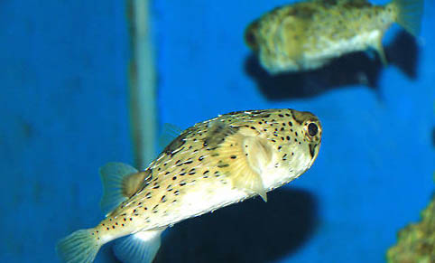 釣魚早上釣深水好還是淺水好