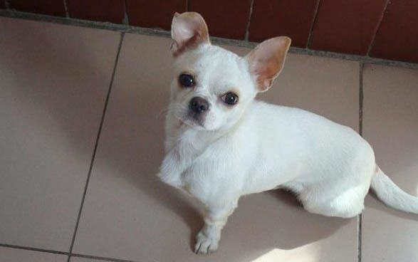 吉娃娃和小鹿犬哪個好