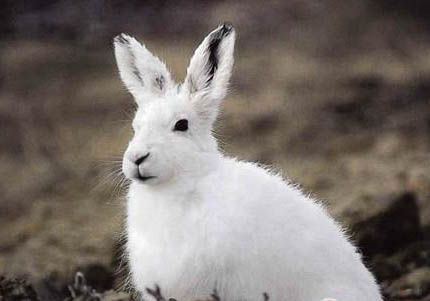 北極兔的特點: