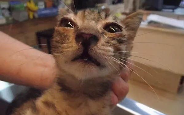 有哪些貓咪是身上味道很重的