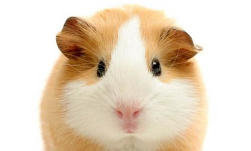 荷蘭豬和花枝鼠哪個(gè)好養(yǎng)