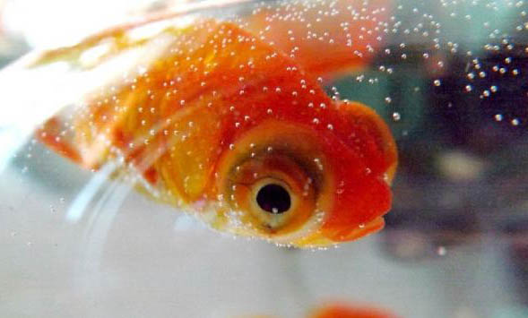 鶴頂紅金魚怎么才好養