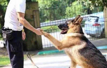 冰島牧羊犬老喝水是什么原因