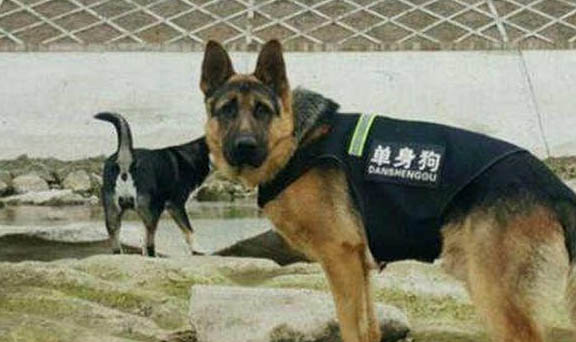 德國牧羊犬不愛吃東西的原因及處理方法