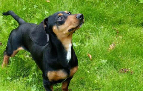 迷你臘腸犬優(yōu)缺點