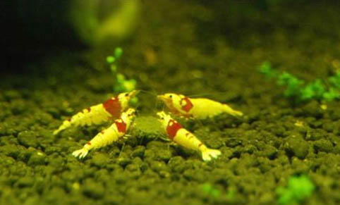 水晶蝦可以和什么魚混養