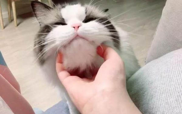小貓咪不到一歲可以生育么