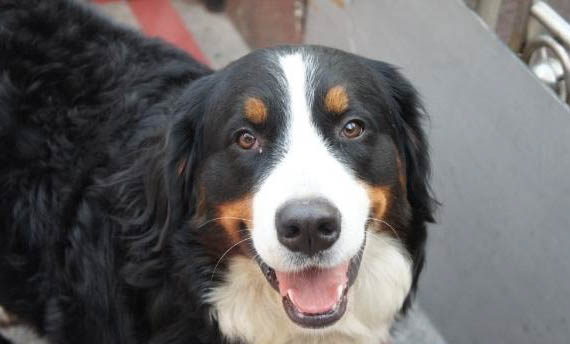 飼養伯恩山犬的注意事項