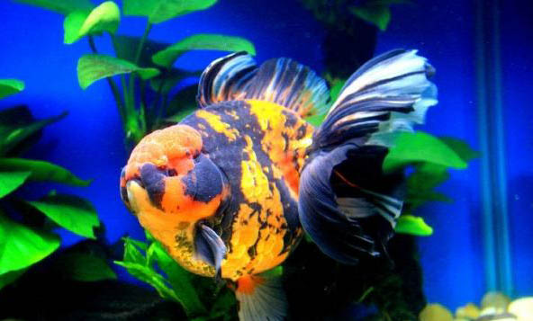 怎樣養小金魚不會死