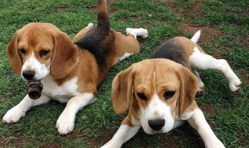 比格犬和柯基犬哪個好
