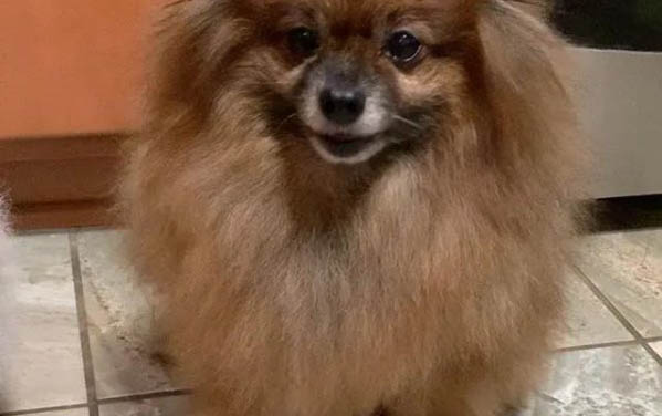 博美犬子宮蓄膿能活多久