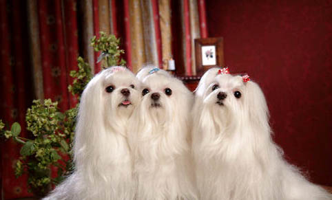 馬爾濟斯犬和約克夏區別