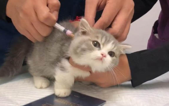 貓鼻支會傳染嗎