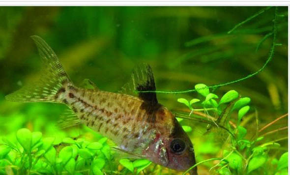 如何分辨鼠魚雌雄
