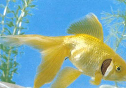 金魚公母一起養好嗎