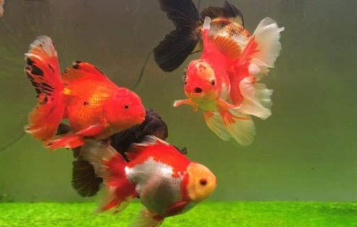 陶瓷魚缸古法養魚