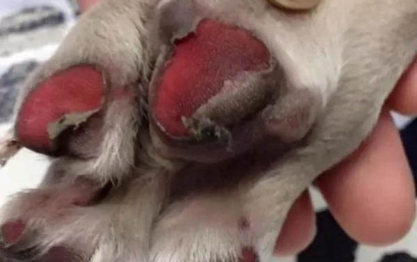 狗狗狂犬疫苗在哪里打?