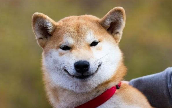狗狗剪血線要痛多久