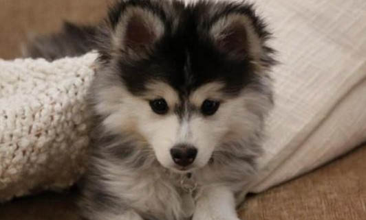 狗狗換主人后的表現，狗狗送人后的心理變化？