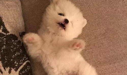 狗狗為什么喜歡跟陌生人走？
