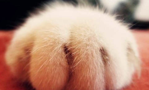 怎么糾正貓愛咬人手