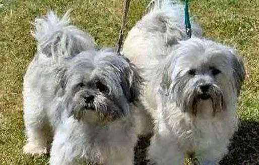 拉薩犬老喝水的原因及處理方法
