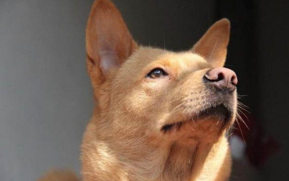 柴狗和柴犬有什么區(qū)別