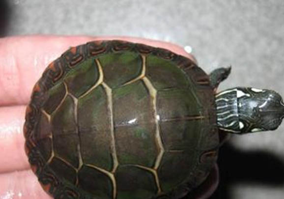 東部錦龜的家庭飼養