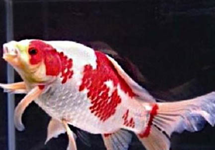 冬天金魚是不是需要加熱?