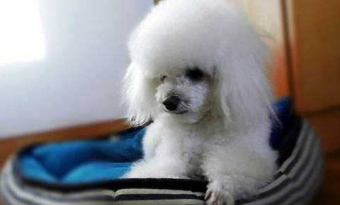 貴賓犬的性格外貌特征