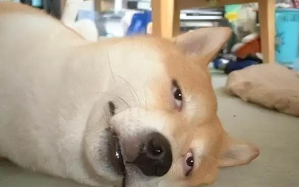狗狗可以吃維生素c嗎?
