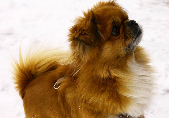 波音達獵犬壞死性胰腺炎癥狀
