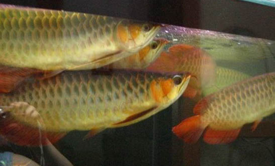 臺灣達摩金花羅漢魚好養嗎