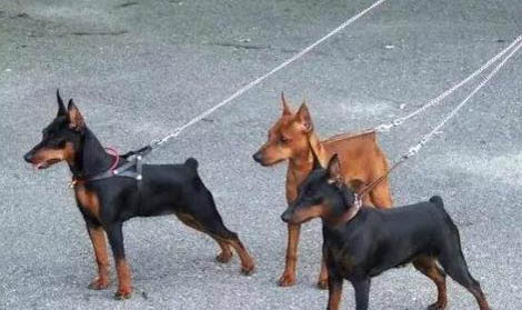 如何挑選純種的小鹿犬