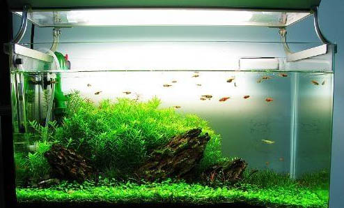 魚缸需要哪些設備？