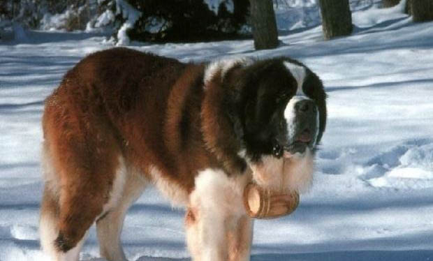 圣伯納犬打嗝