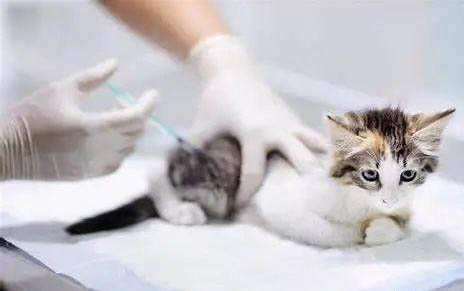 兩個月的幼貓需要磨牙嗎