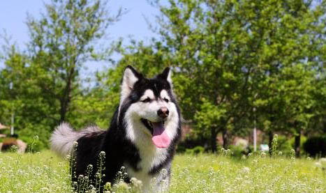 怎么鑒定狗狗有狂犬病六個標(biāo)準(zhǔn)