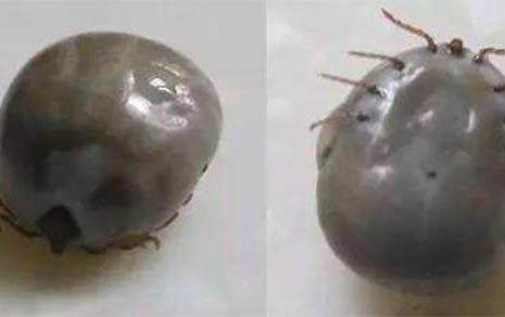 狗狗四腳朝天扭動的原因及處理方法