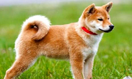日本秋田犬眼睛有眼屎是什么原因引起的