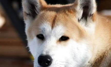 秋田犬和柴犬哪個好?