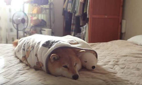養柴犬需要什么
